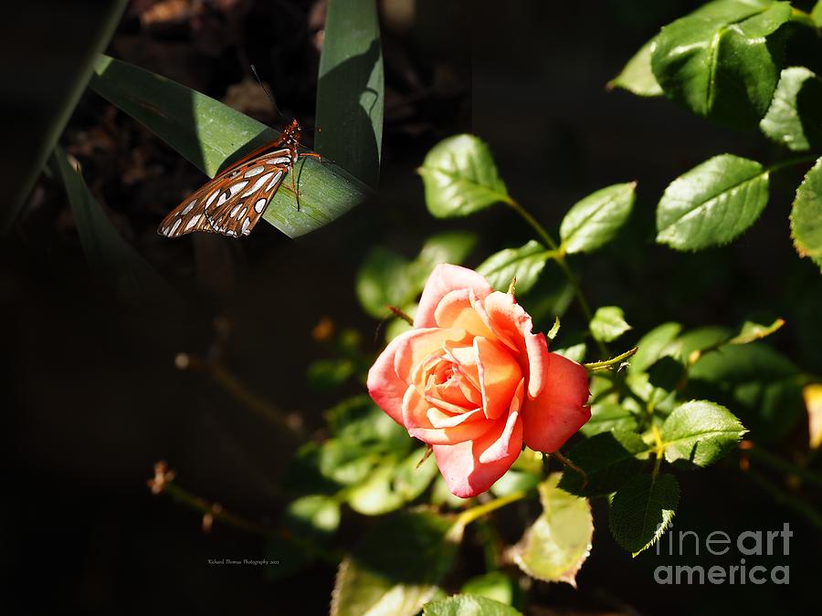 Butterfly and Rose Photograph by Richard Thomas