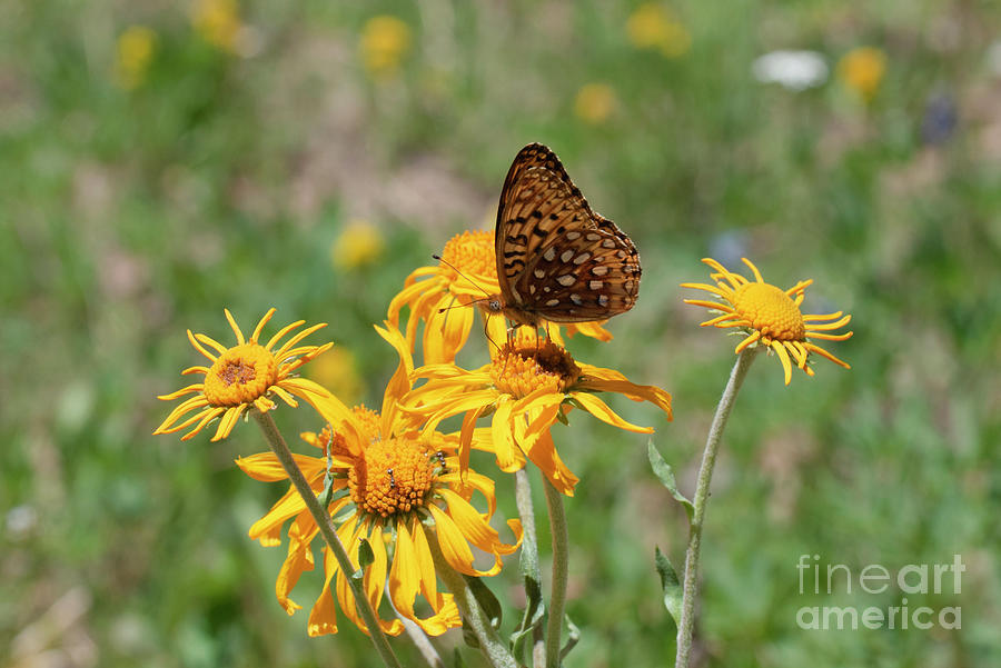 Butterfly And Sneezeweed Photograph