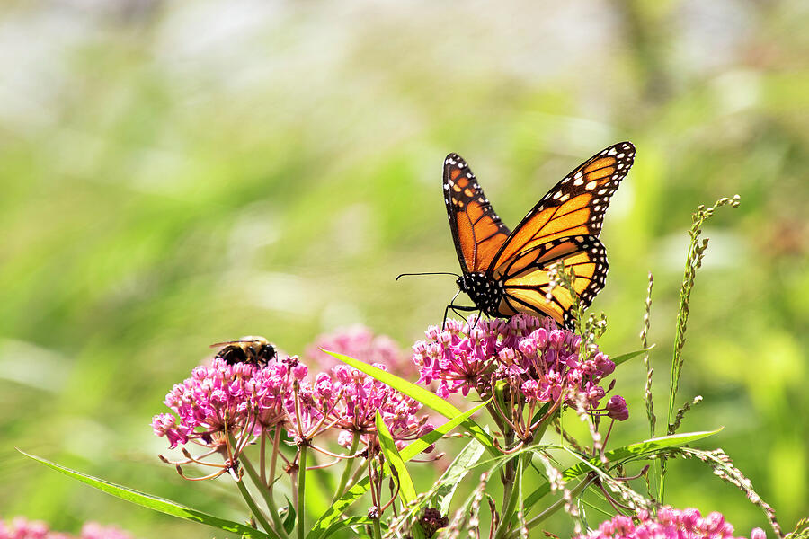 Butterfly and the Bee Photograph by Sandi Kroll - Pixels