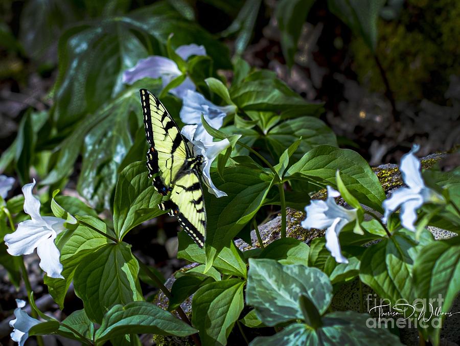 Butterfly and Trillium Photograph by Theresa D Williams