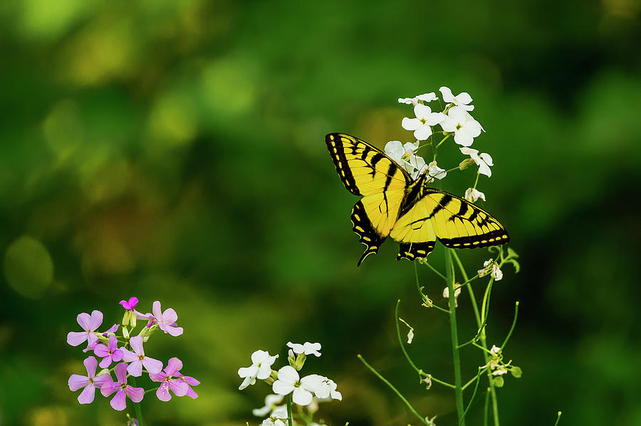 Butterfly and Wild Flowers II Photograph by Ron Biedenbach