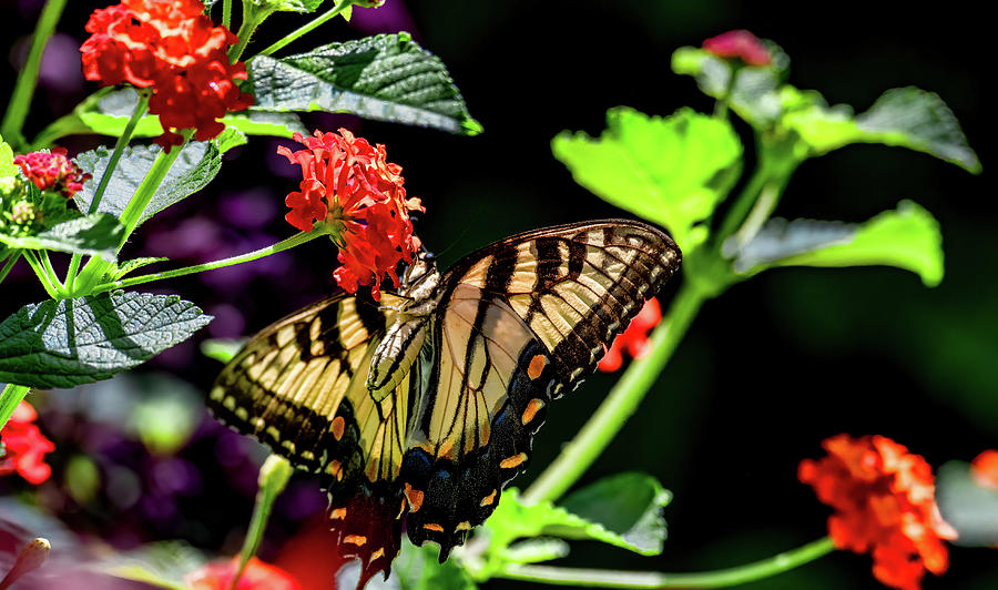 Butterfly Antics Photograph by Marcy Wielfaert
