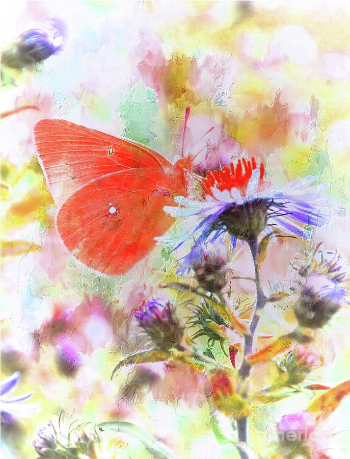 Butterfly Art  Digital Art by Elaine Manley