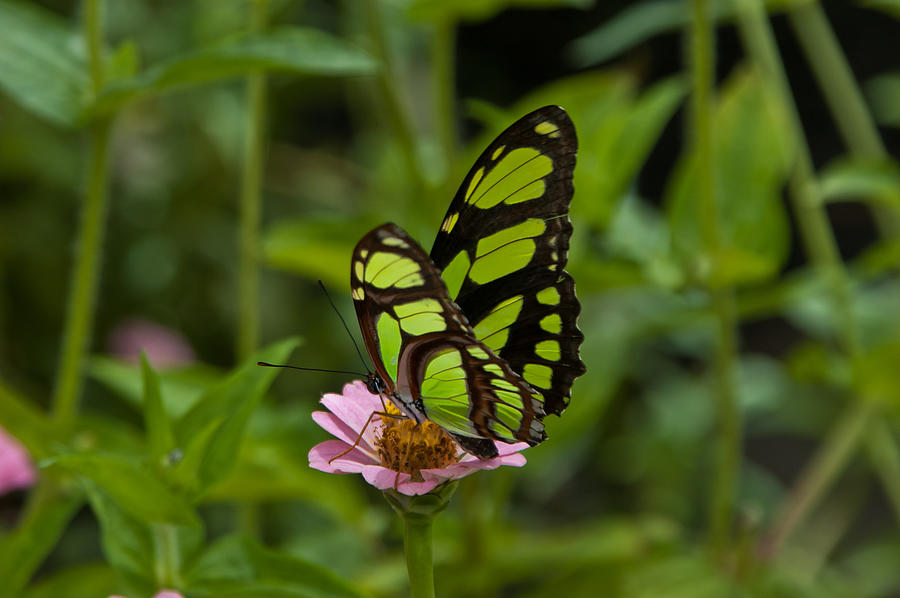 Butterfly at Brookside Gardens Photograph by Valerie Brown