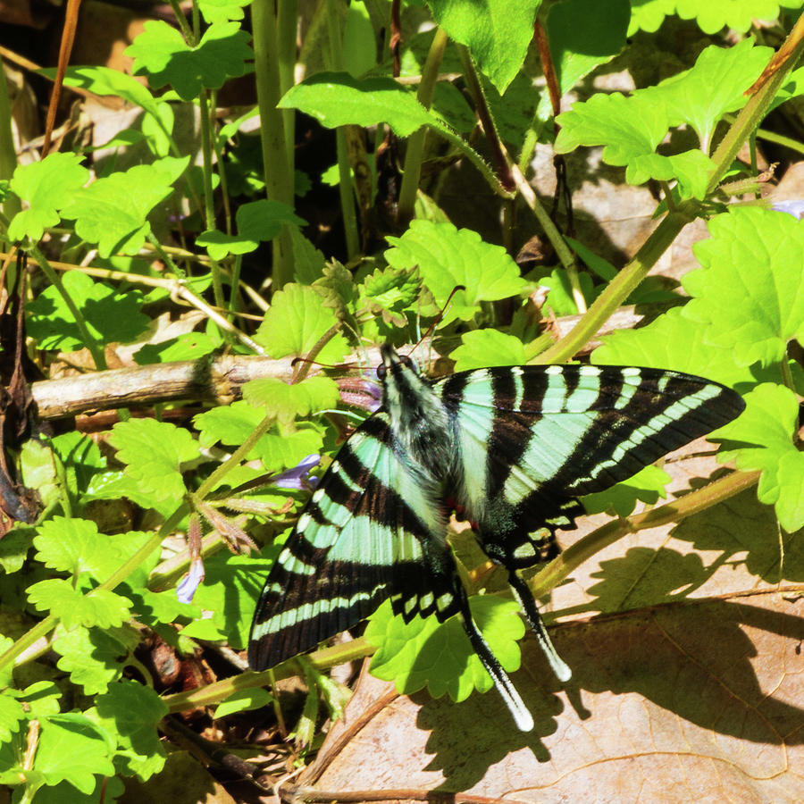 Butterfly at Mammoth Photograph by Terri Morris - Fine Art America