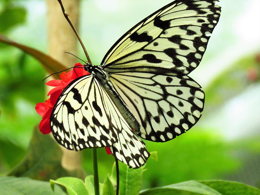 Butterfly at Reiman Gardens  Photograph by Lori Frisch