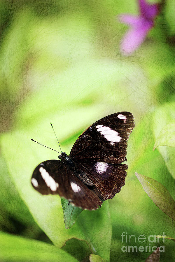 Butterfly at Rest Photograph by Tina Uihlein