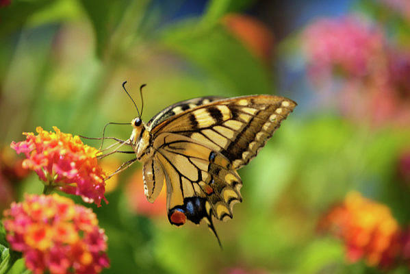 Butterfly At Work Photograph by Sabine Schiebofski - Fine Art America