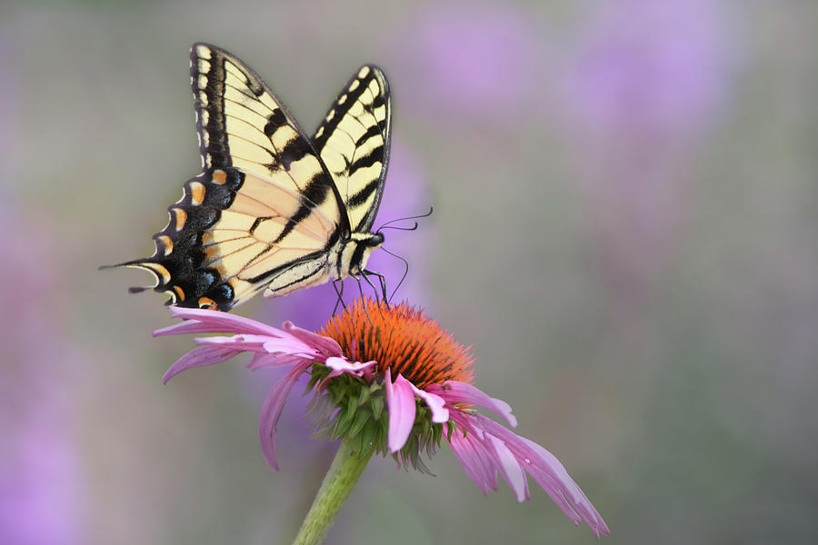 Butterfly Beauty Photograph by Ann Bridges