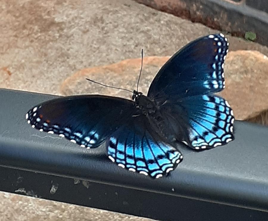 Butterfly Beauty  Photograph by Belinda Lee