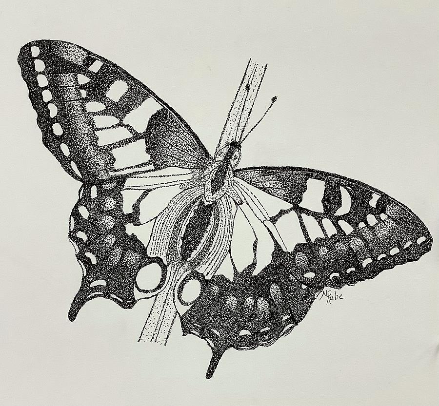 Butterfly Beauty Drawing by Nancy Rabe - Fine Art America