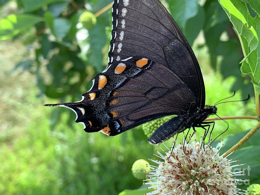 Butterfly black Photograph by Catherine Wilson