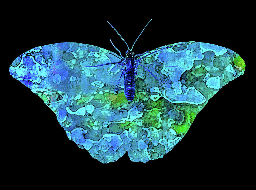 Butterfly Blue Photograph by David Coblitz