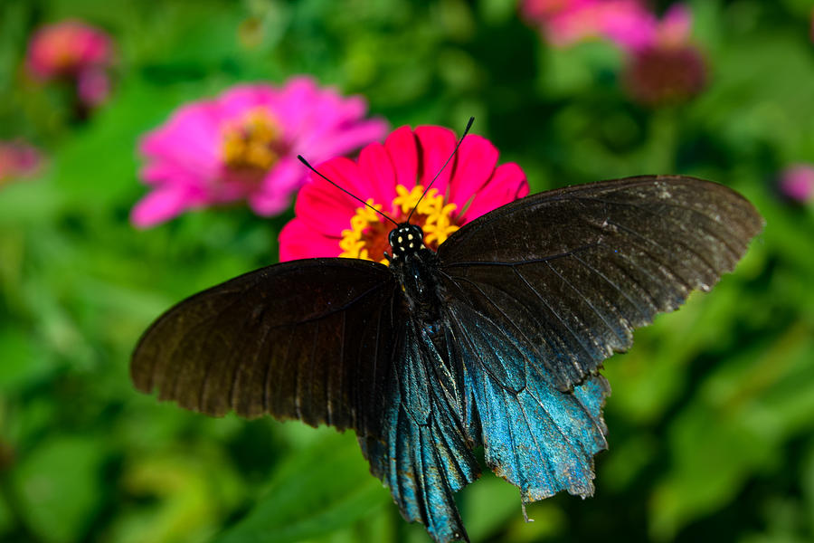 Butterfly Blues Photograph by Bonny Puckett