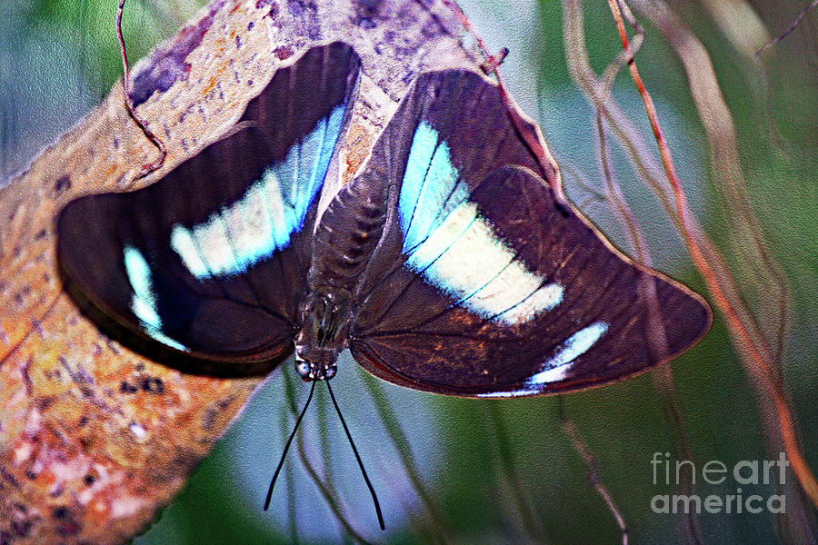 Butterfly Blues Photograph by Tina Uihlein