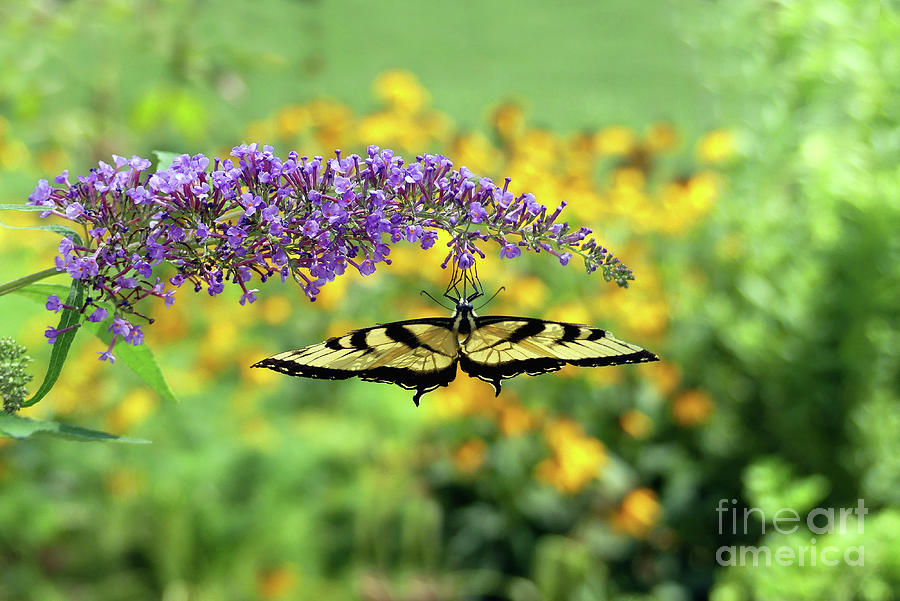 Butterfly Photograph - Butterfly Bungalow Swallowtail by Amy Dundon