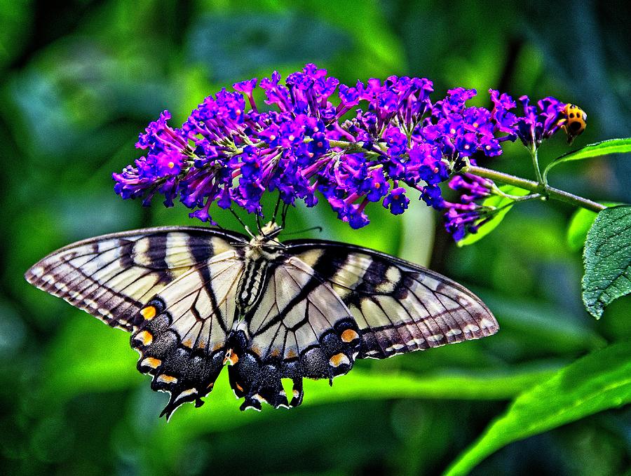 Butterfly Bush Attraction Photograph by Allen Nice-Webb