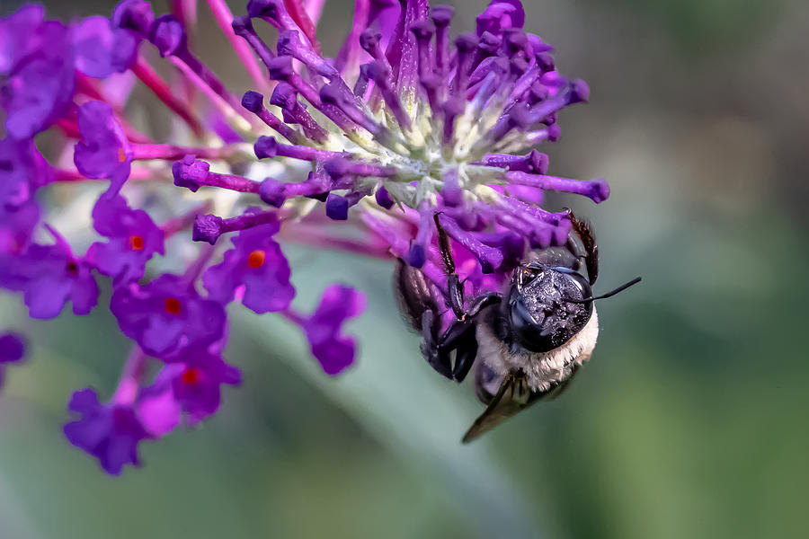 Butterfly Bush Blooms and Bee Photograph by Linda Bonaccorsi