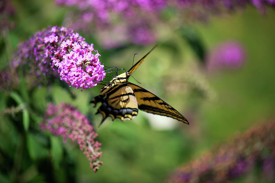 Butterfly bush Photograph by Doug Wittrock
