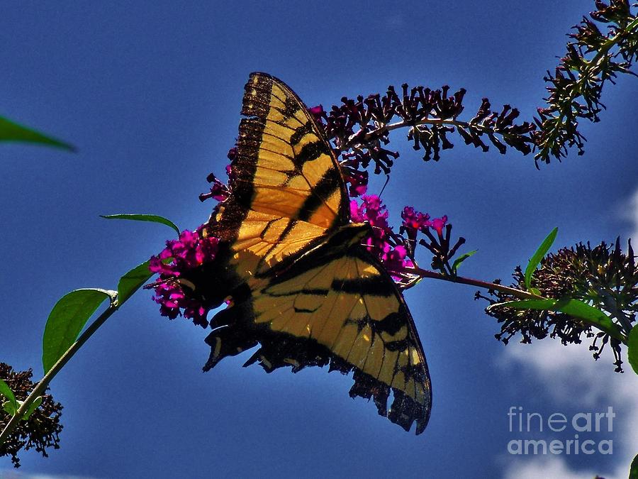 Butterfly Bush Kiss Photograph by Darcy Leigh