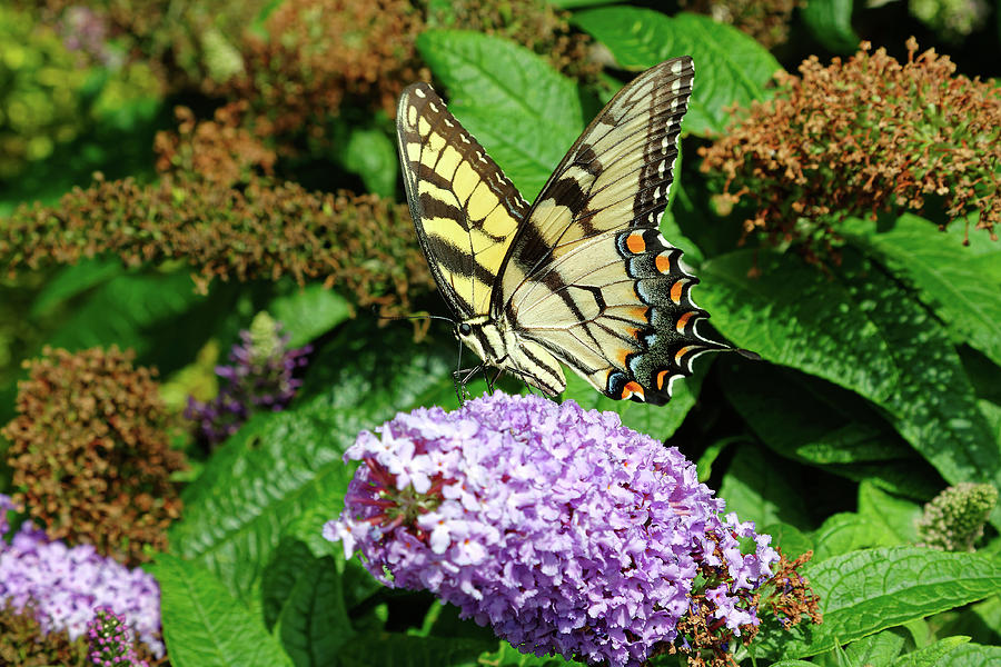 Butterfly Bush With Butterfly Photograph by Sally Weigand