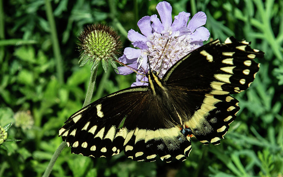 Butterfly Business Photograph by Bonnie Colgan