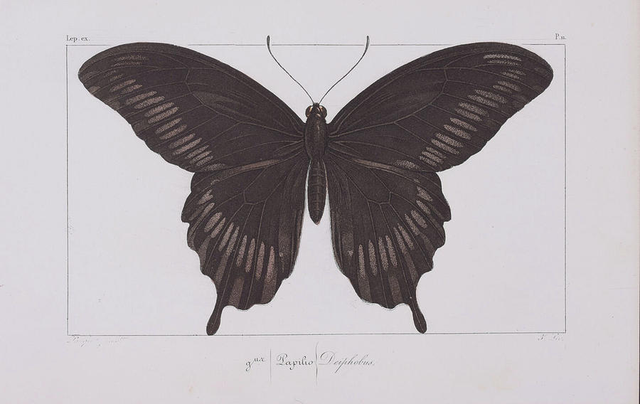 Butterfly c. 1835 Digital Art by Kim Kent