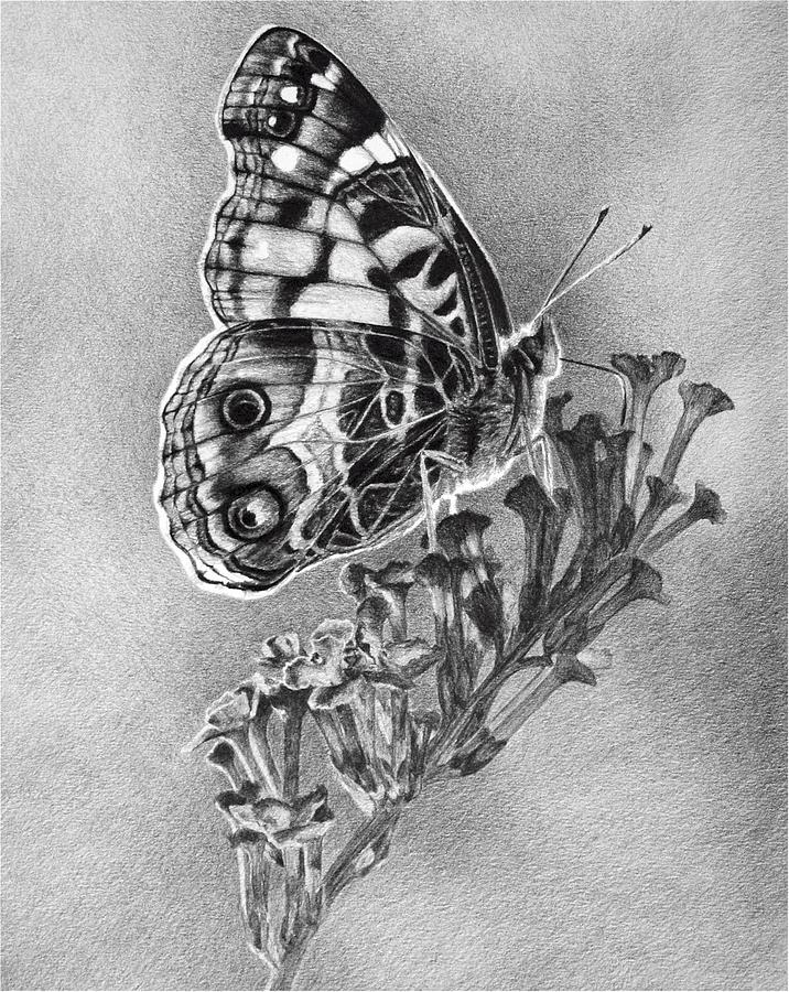 Butterfly Drawing by Carol Foerster | Fine Art America