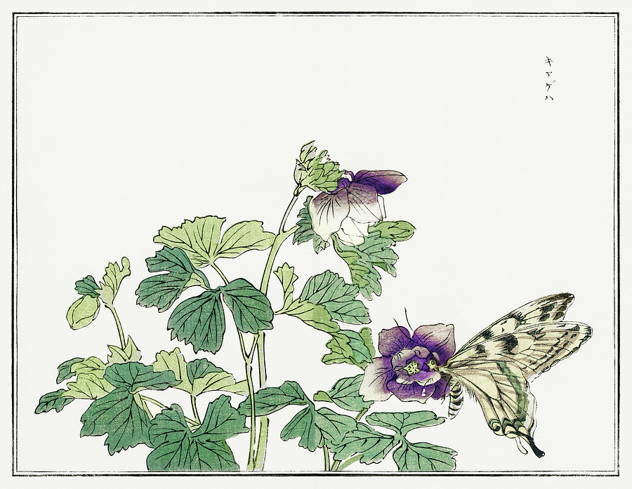 Butterfly Digital Art - Butterfly  Churui  by Celestial Images