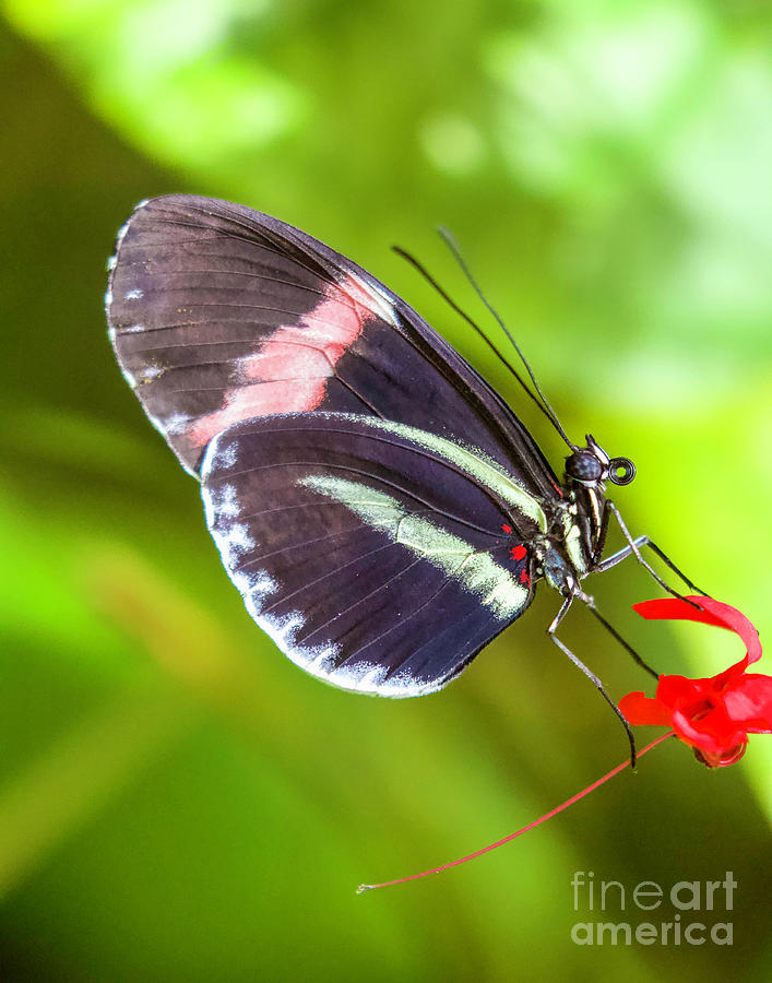 Butterfly Close Up Photograph by Shirley Dutchkowski