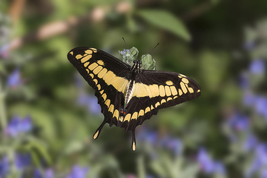 Butterfly closeup by Pietro Ebner Butterfly closeup by Pietro Ebner