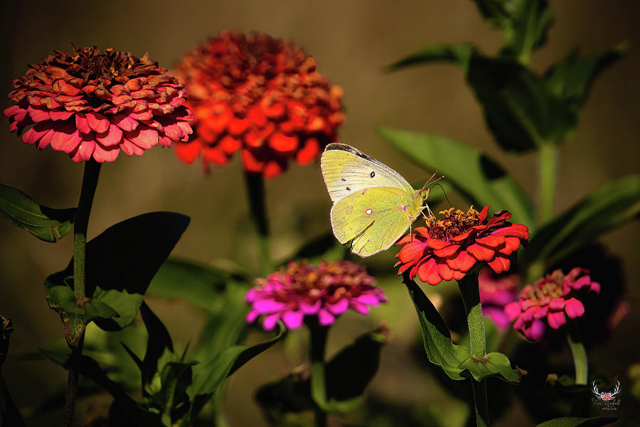 Butterfly Colors Photograph by Pam Rendall