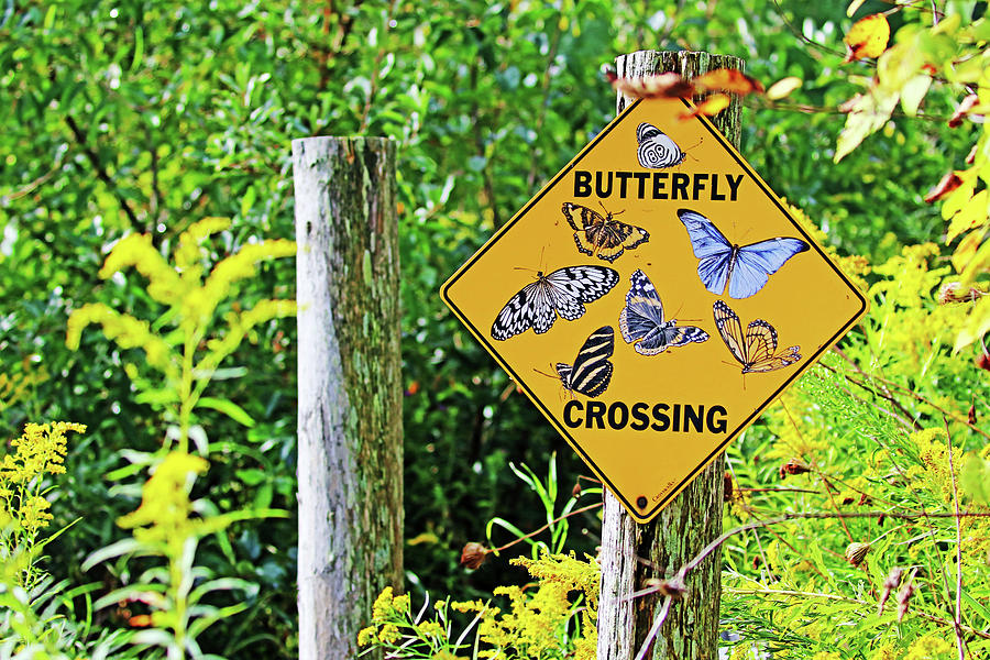 Butterfly Crossing Photograph by Debbie Oppermann