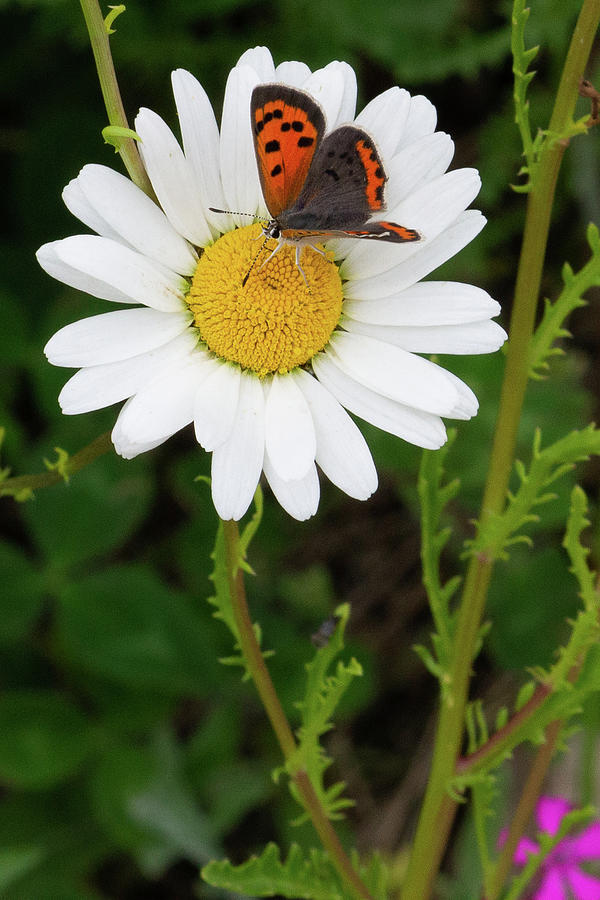 Butterfly Daisy Photograph by Annie Formicola - Fine Art America