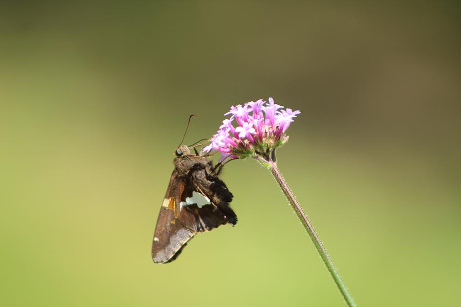 Butterfly Photograph by Dawnyel Bell | Fine Art America