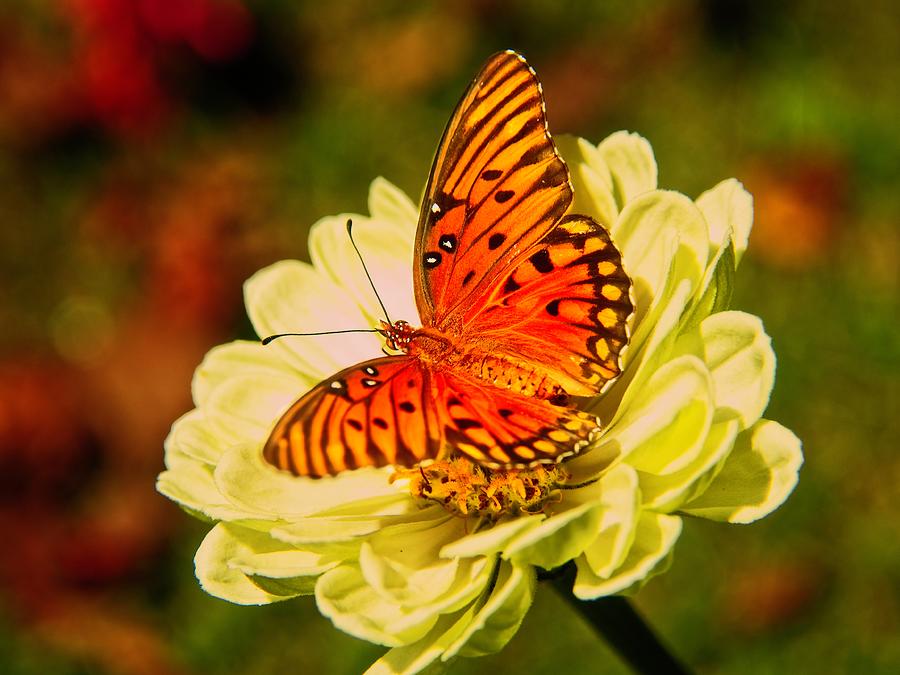 Butterfly Days Photograph by Allen Nice-Webb Butterfly Days Photograph by Allen Nice-Webb