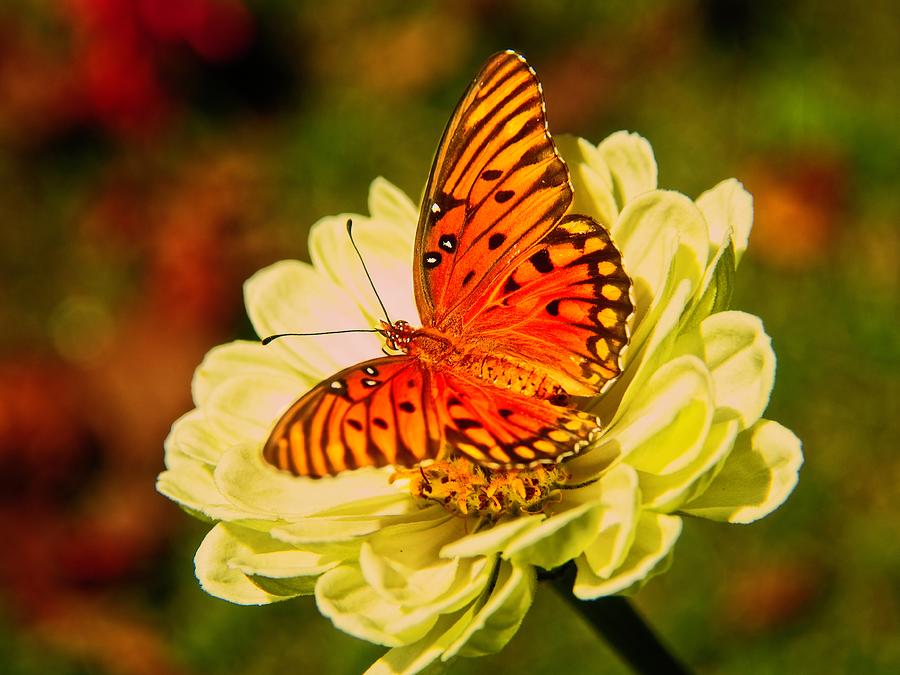 Butterfly Days Photograph by Allen Nice-Webb