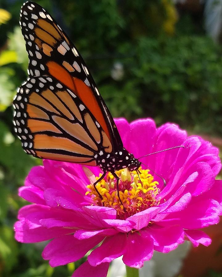 Nature Photograph - Monarch Butterfly  by Debra Bittner