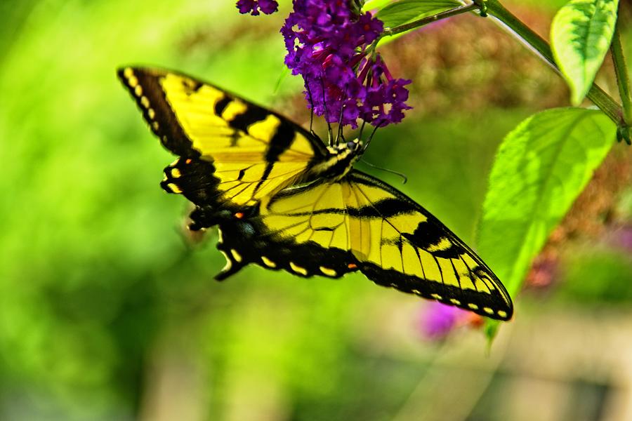Butterfly Delight Photograph by Allen Nice-Webb