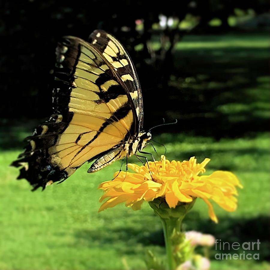 Butterfly Delight Photograph by Luther Fine Art