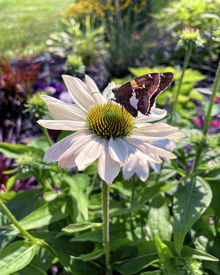 Butterfly Dining on a Cone Flower Photograph by Bill Swartwout