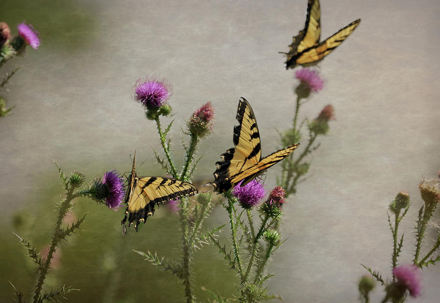 Butterfly Dreams Photograph by Lara Ellis
