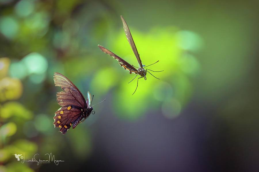 Butterfly Dreams Photograph by Linda Shannon Morgan