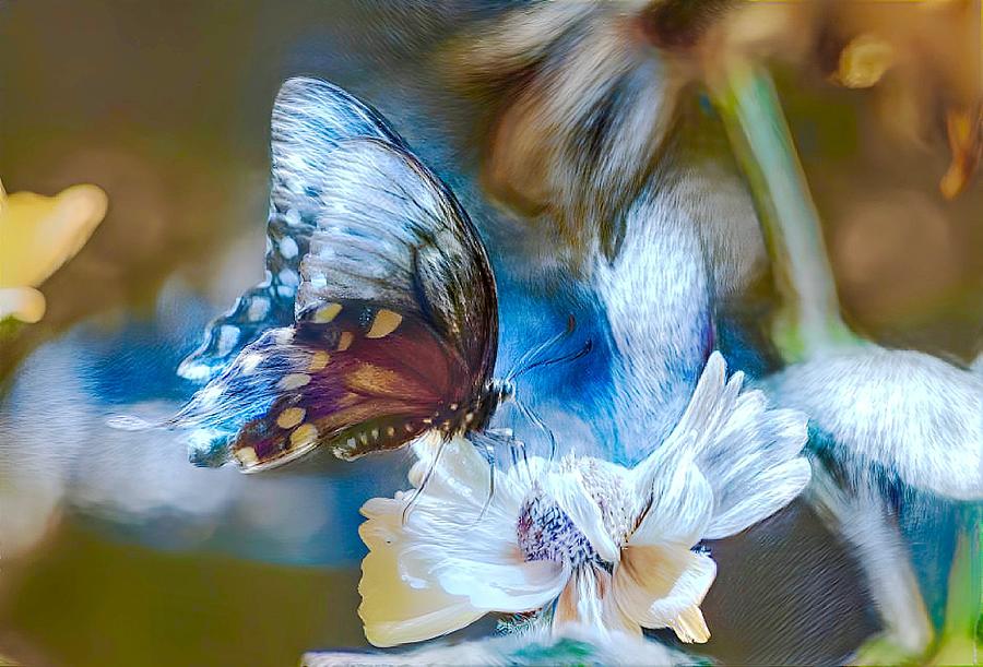 Butterfly Digital Art - Butterfly Dreams by Sharon W