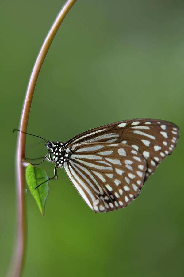 Butterfly Photograph by Dung Ma