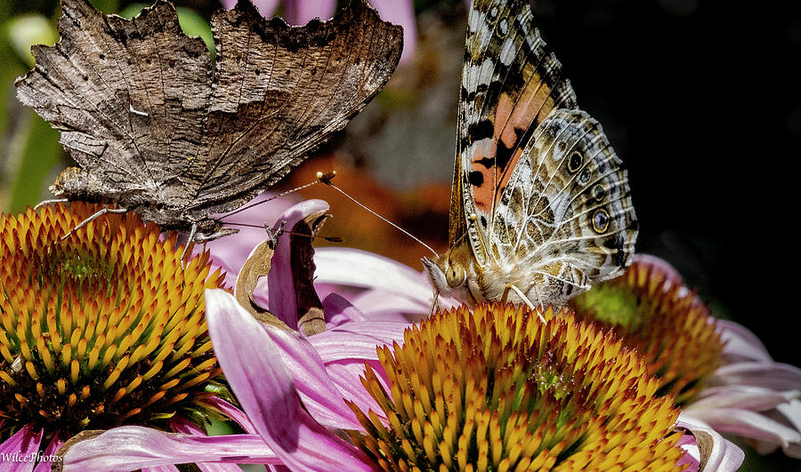Question Mark Butterfly Photograph - En Garde  Butterflies Face Off by Jim Wilce