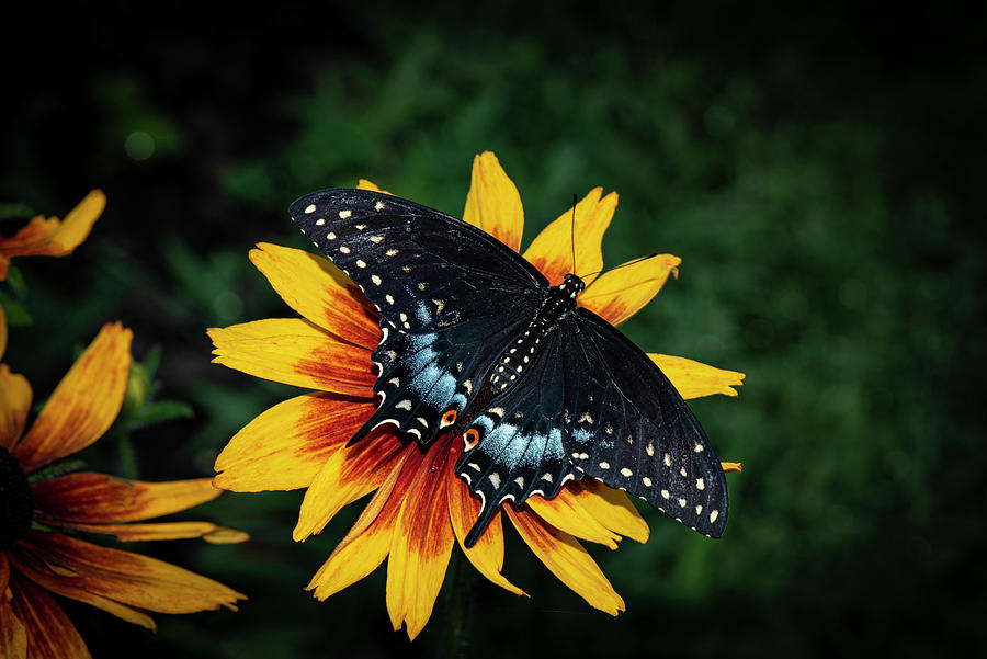 Butterfly-Female Black Swallowtail Photograph by Judy Wolinsky