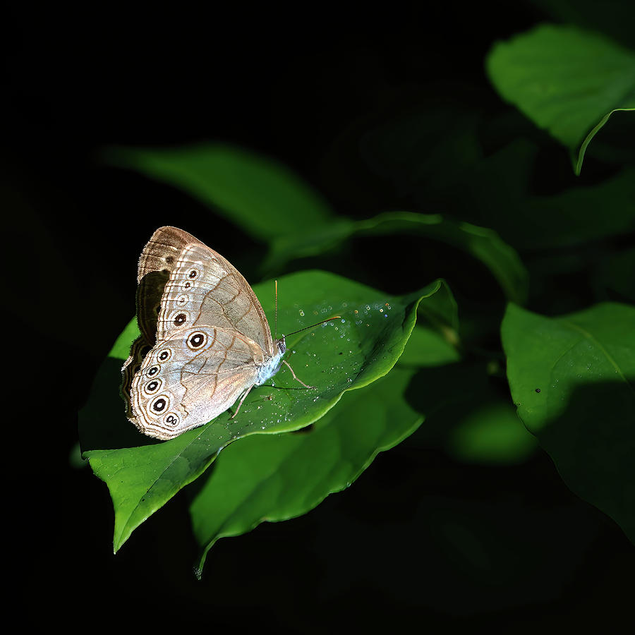 Eyed-Brown Butterfly Photograph by Flinn Hackett