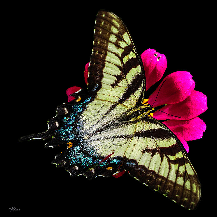 Butterfly Flower Photograph by Kelly Larson