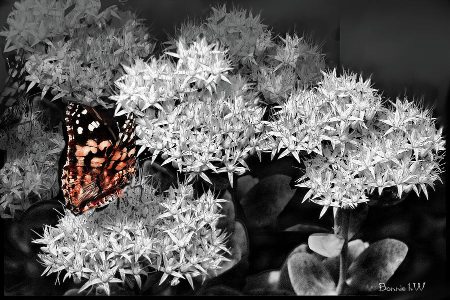 Butterfly Flower Treat Digital Art by Bonnie Willis